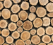 Rodzaje drewna woodcrafts.com.pl